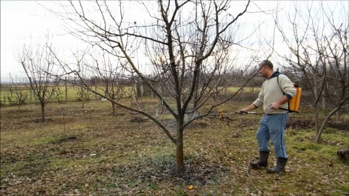 Tratamentele de iarnă, mai economice și mai valoroase decât toate celelalte