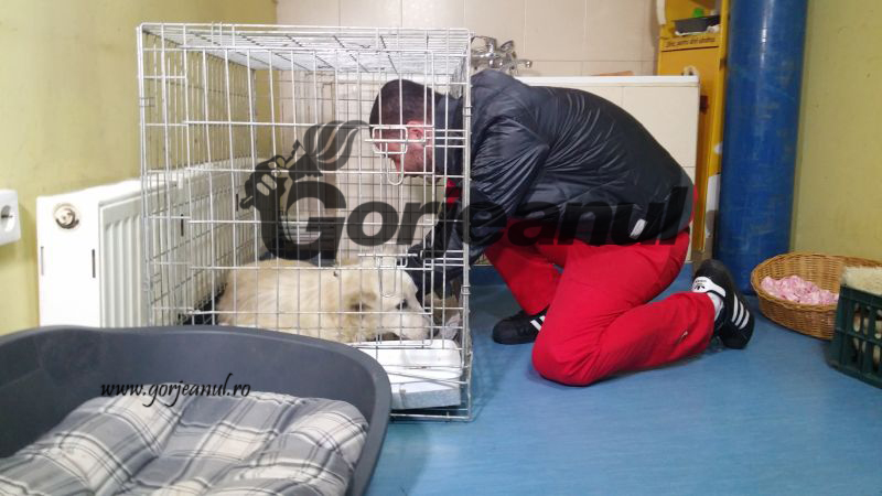 Anchetat pentru că a furat un maidanez de la padoc!