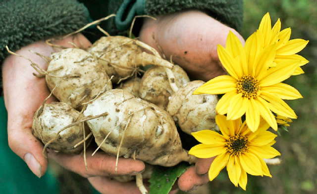 Topinambur