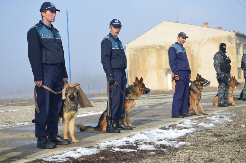 IPJ Gorj scoate la vânzare doi câini polițiști: Moc și Mec ies la pensie