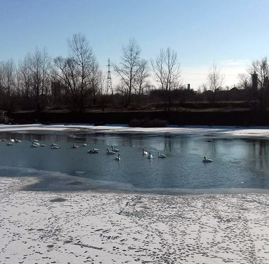 Pui de lebădă, salvat din gheață la Turcinești