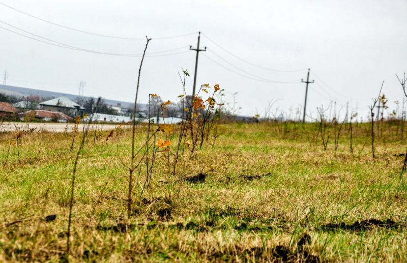 27 ianuarie, termen pentru solicitarea finanţărilor în vederea înfiinţării de păduri