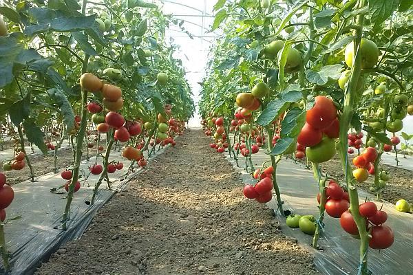 Subvenţii prin Direcţia Agricolă pentru producătorii de tomate