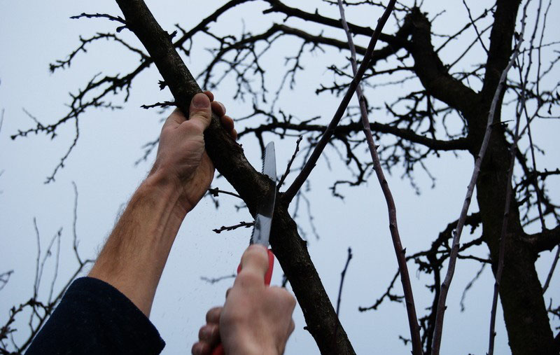 taiere pomi fructiferi