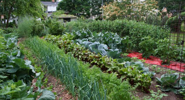 Agricultura pe înțelesul tuturor – Cum să exploatăm corect și rentabil grădina de legume