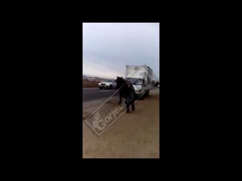 VIDEO ȘOCANT: Cal bătut ca să tragă o mașină de marfă