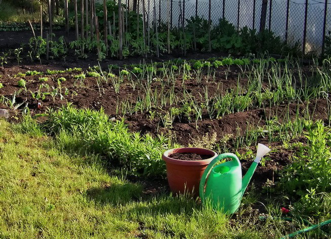 Agricultura pe înțelesul tuturor – Ce trebuie să mai știm despre producerea legumelor