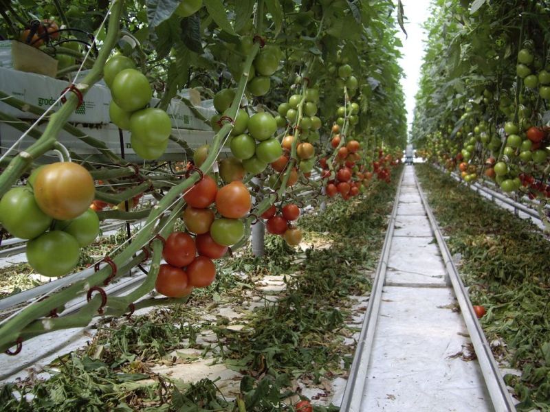 Tomato Greenhouse