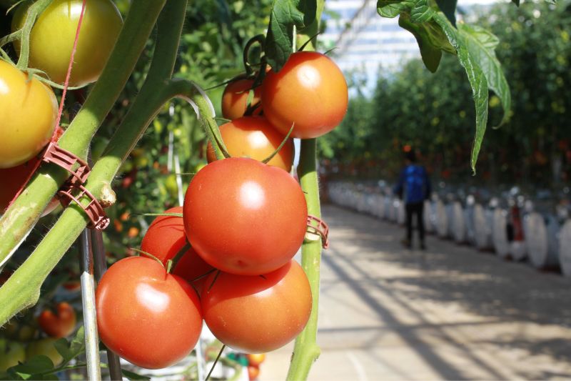 11 dosare, depuse la DAJ Gorj pentru solicitarea sprijinului la cultivarea tomatelor