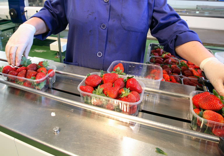 Ofertă nouă de joburi în sectorul agricol din Spania