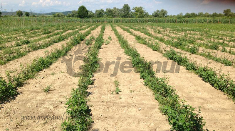 Agricultura pe înțelesul tuturor / Pregătirea patului germinativ primăvara