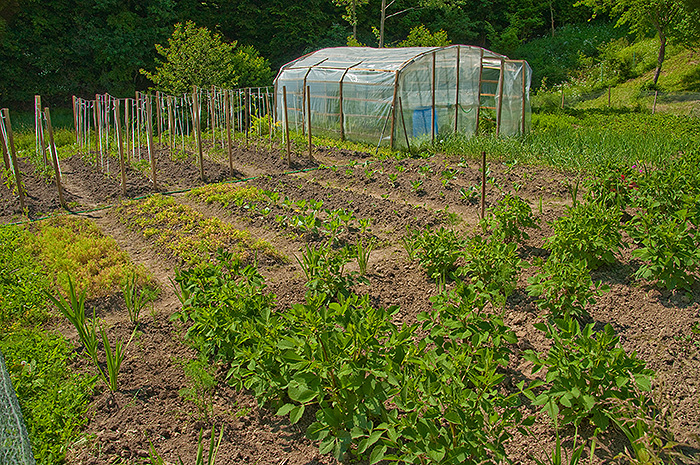 Agricultura pe înțelesul tuturor – Să ne protejăm ecologic grădina