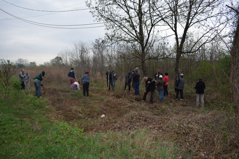Angajații SJGDAS Gorj au plantat o mie de puieți de tei, stejar și salcâm