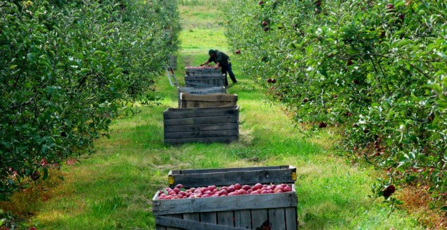 exploatatii pomicole