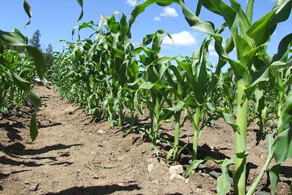 Agricultura pe înţelesul tuturor / Fertilizarea corectă a porumbului