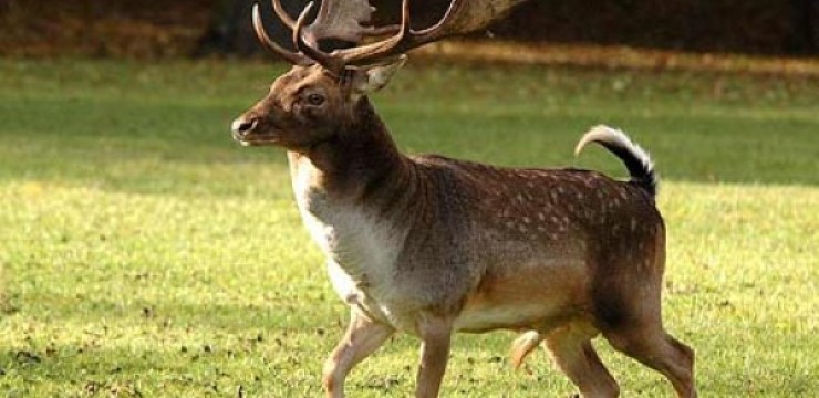 Bătrână din Țicleni, atacată de un cerb