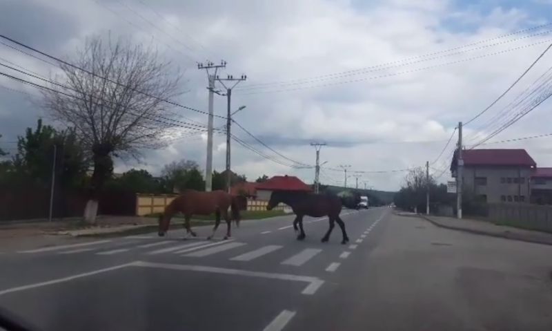 Doi cai, un exemplu pentru pietoni: Cabalinele, filmate în timp ce traversau strada pe zebră