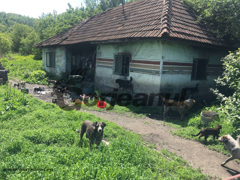 Vârstnic din Fărcăşeşti, amendat de inspectorii DSVSA Gorj