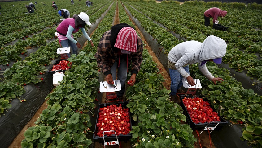 Olanda şi Danemarca oferă joburi pentru căpşunari