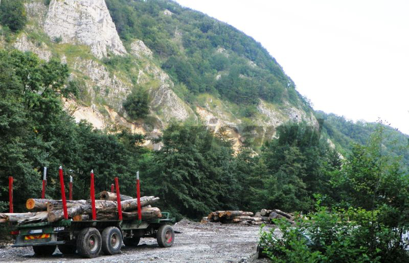 Amenzi de 90.000 de lei pentru exploatarea forestieră, în Gorj
