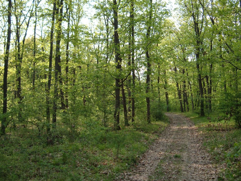 Sesiune prelungită la APIA Gorj pentru o submăsură de silvomediu