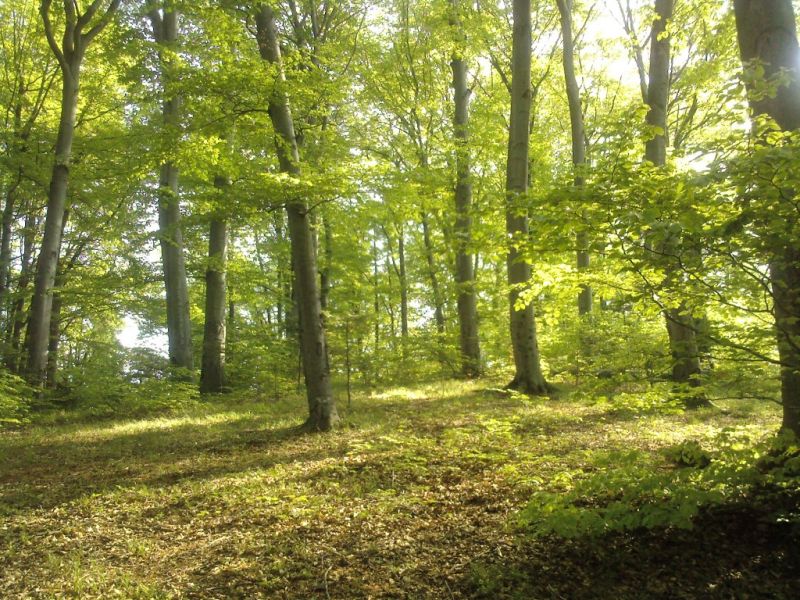 Sesiune de sprijin la APIA Gorj pentru “Servicii de silvomediu, servicii climatice şi conservarea pădurilor”