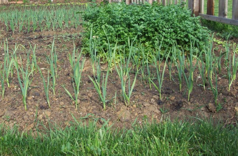 Agricultura pe înţelesul tuturor – Rotația culturilor legumicole