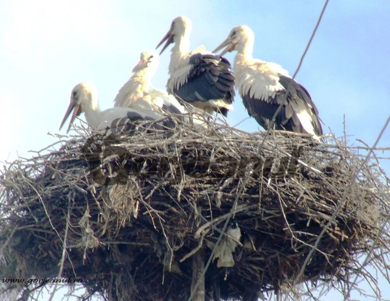 „Juniorii” la antrenament