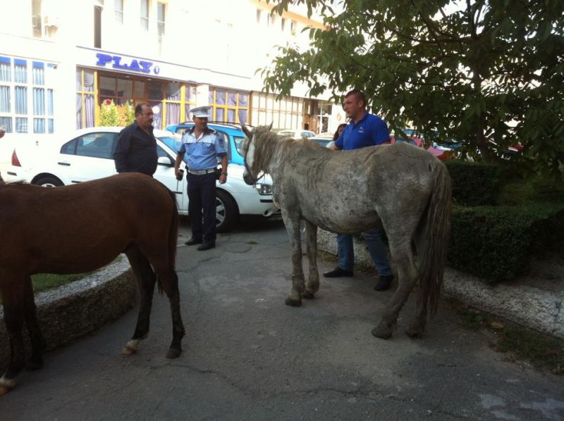 Autorităţile locale şi judeţene îşi dau mâna pentru eradicarea problemei cailor lăsaţi nesupravegheaţi pe străzile din municipiul Târgu-Jiu