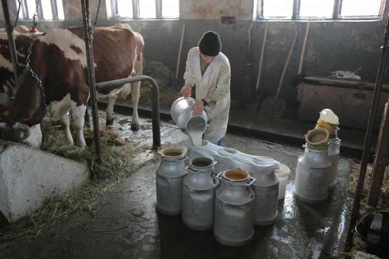 Subvenţii de la APIA pentru 19 producători de lapte din Gorj