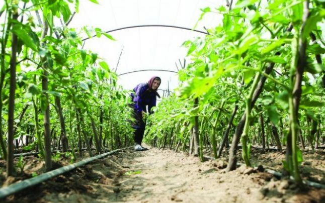 Ultimele zile pentru vizarea carnetelor de rentier, la APIA Gorj