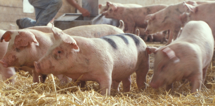 Animal Science -- Research