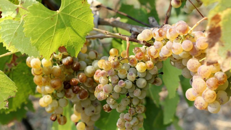 Agricultura pe înțelesul tuturor – Dăunătorii viţei de vie