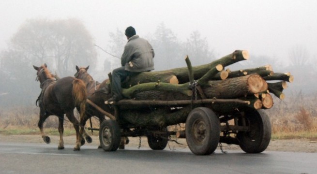 Furt de lemne din fondul forestier naţional