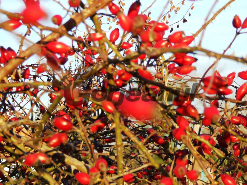 Astenii – Ipocrizii contemporane