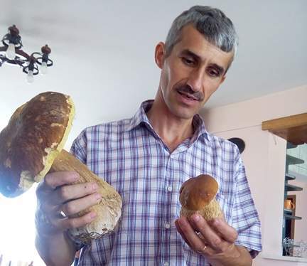 Ciupercă uriașă, găsită la Rânca