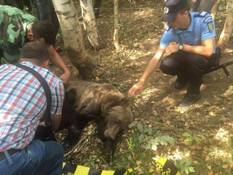 Urs prins în laţ, la Crasna