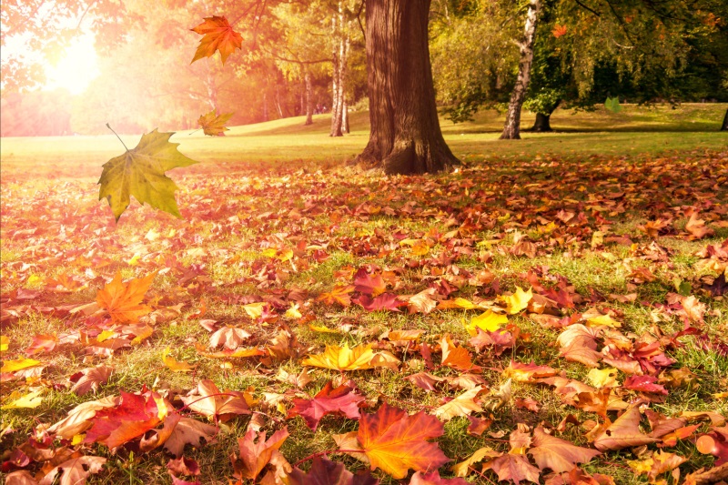 imagini-de-toamna-fruze-aramii-in-padure