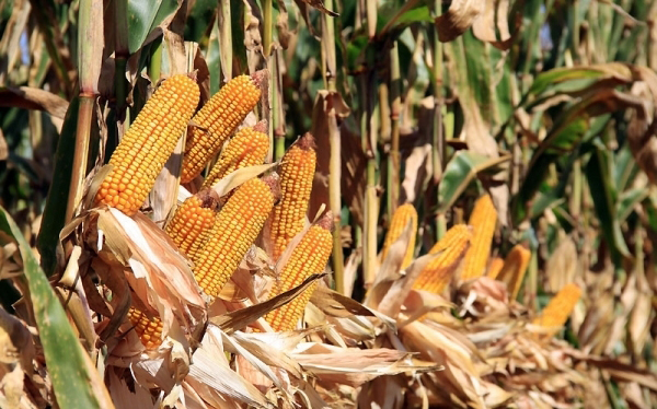 Agricultura pe înţelesul tuturor – Recoltarea corectă a porumbului