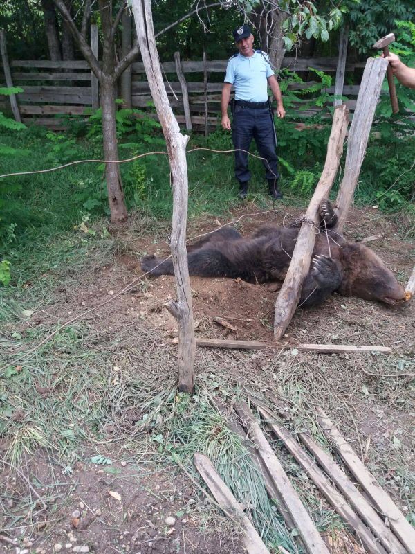 Urs prins într-o grădină din Novaci