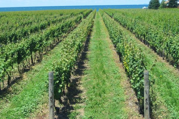 Agricultura pe înțelesul tuturor – Bolile viţei de vie