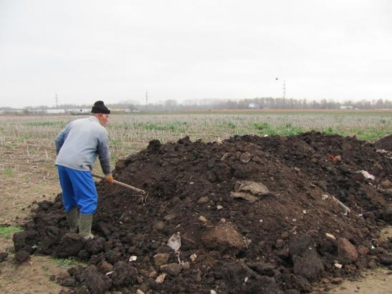 Agricultura pe înțelesul tuturor – Cum se folosește corect gunoiul de grajd