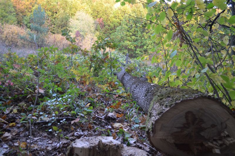 Furt de lemne la Piscoiu