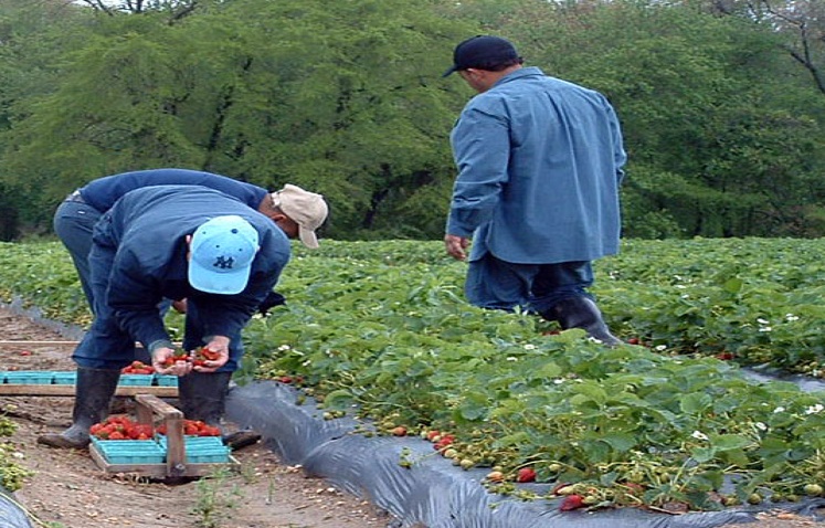 Selecţie la Craiova pentru gorjenii care vor să culeagă căpşuni în Spania