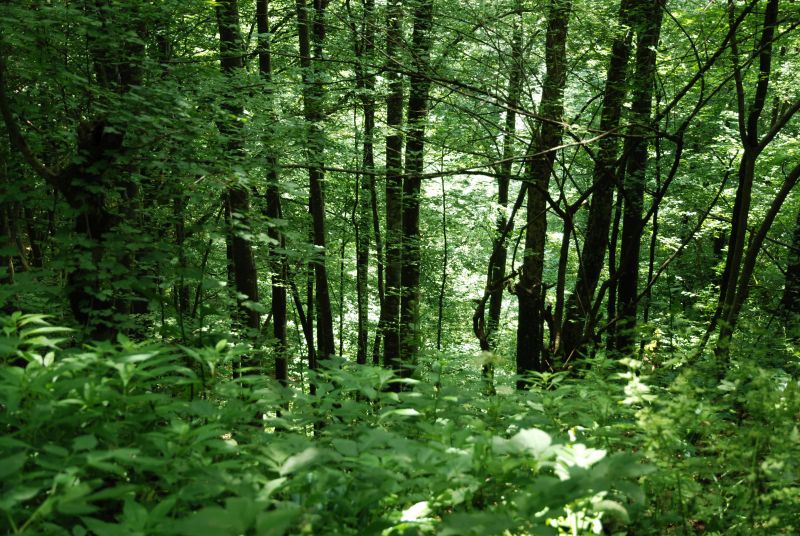 Cu 4.000 de hectare probabile în Gorj – A fost lansată harta pădurilor virgine potenţiale!