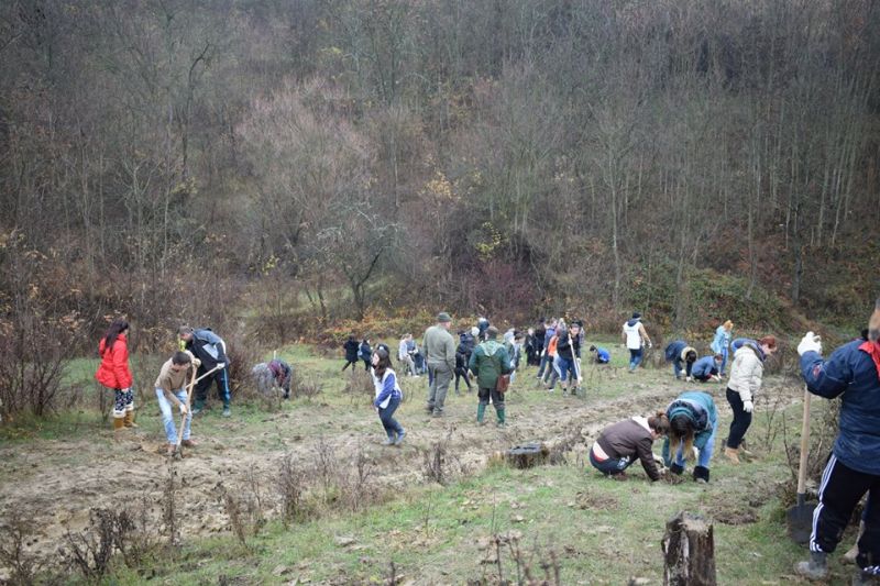 actiune plantare (4)