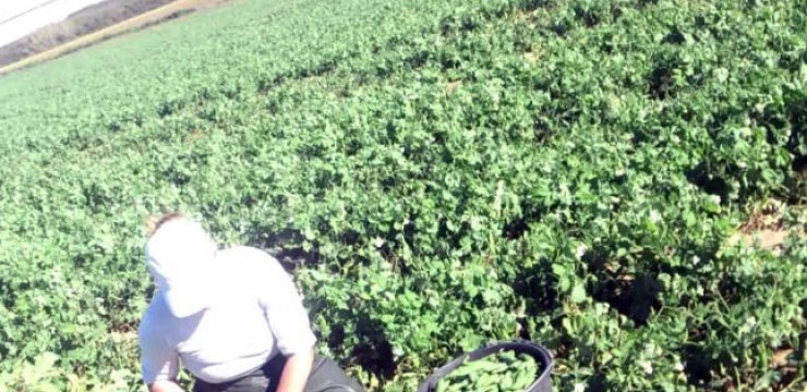 Doar 10 gorjeni vor să plece la muncă, în agricultură, în Danemarca și Portugalia