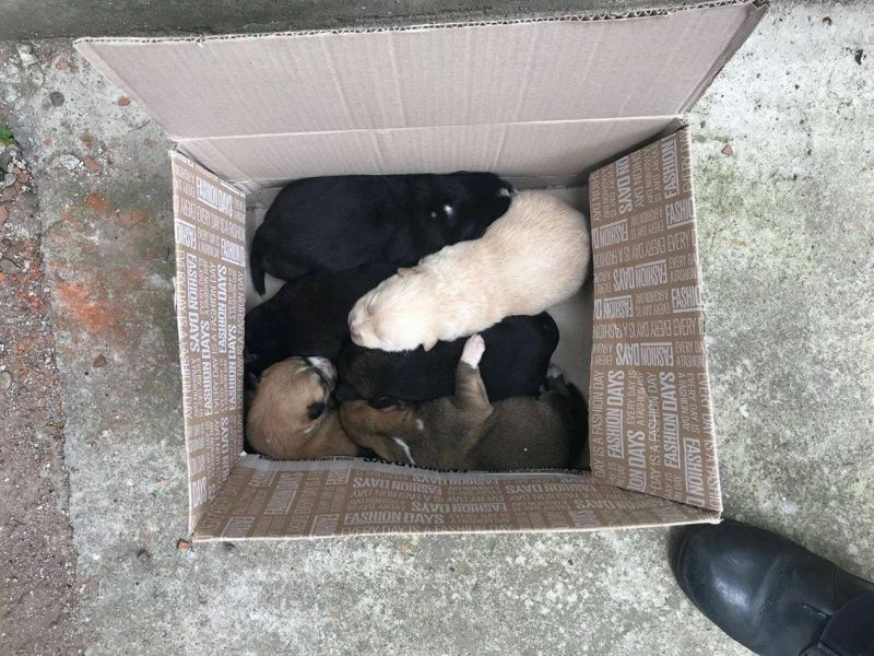 Pompierii, chemați pe strada Unirii