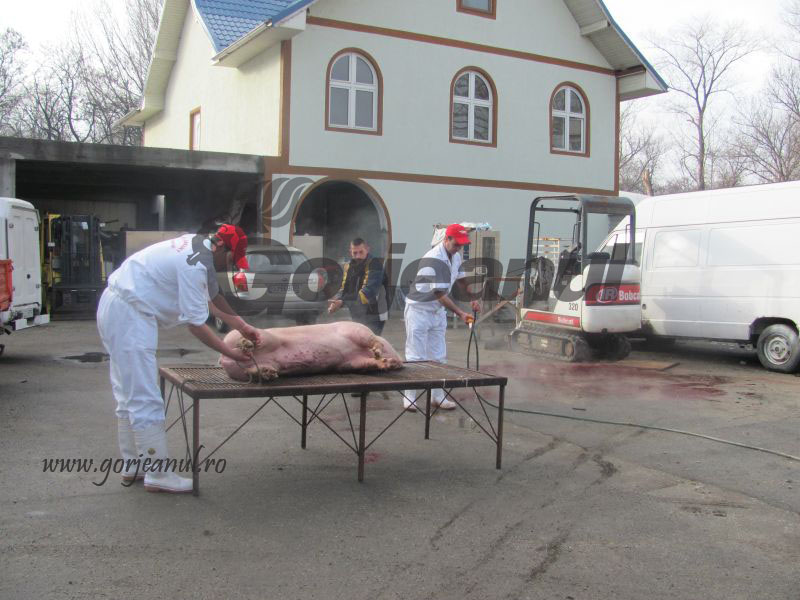 Examenul trichineloscopic, obligatoriu! – 50.000 de porcine, sacrificate în Gorj în luna decembrie