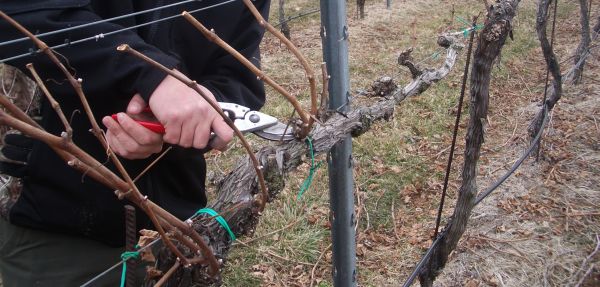 taierea-la-vita-de-vie